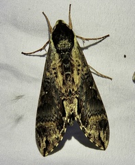 Manduca pellenia
