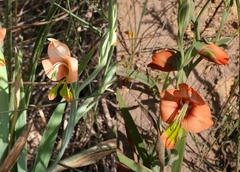 Gladiolus pulcherrimus