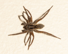 Alopecosa aculeata