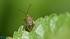 Stictopleurus minutus