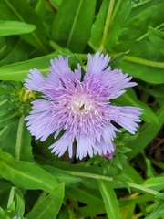 Stokesia laevis