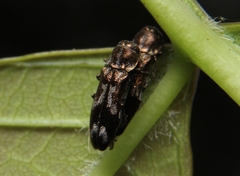 Agrilus subcinctus