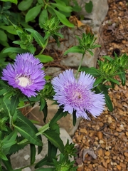 Stokesia laevis