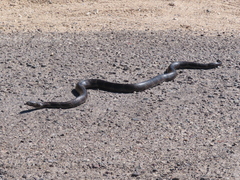Lampropeltis