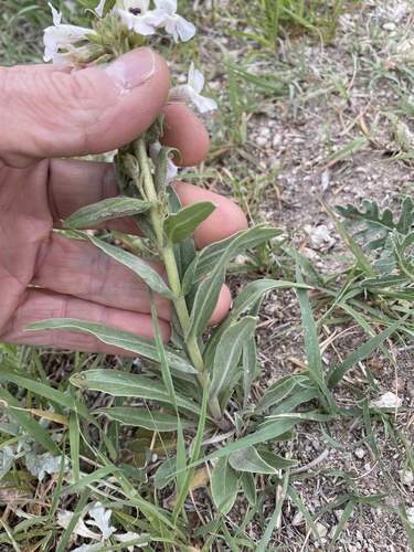 White-flower Beardtongue