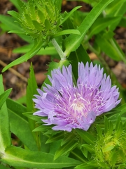 Stokesia laevis