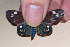 Cyclosia papilionaris nigrescens