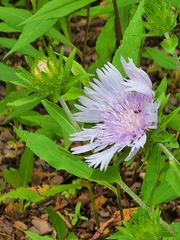 Stokesia laevis