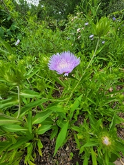 Stokesia laevis