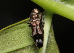 Agrilus subcinctus