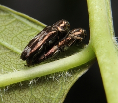 Agrilus subcinctus