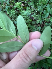 Hypericum nudiflorum