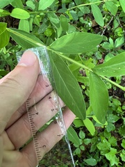 Hypericum nudiflorum