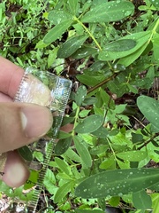 Hypericum nudiflorum