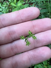 Hypericum nudiflorum