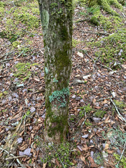 Ricasolia quercizans