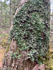 Ricasolia quercizans