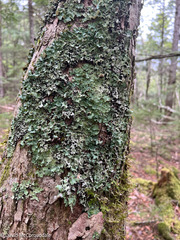 Ricasolia quercizans