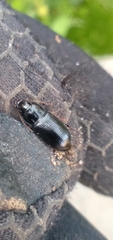 Harpalus