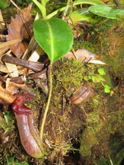 Nepenthes lowii