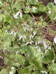 Saxifraga stolonifera