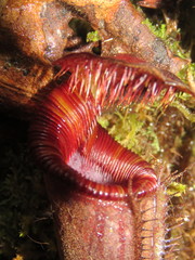 Nepenthes lowii