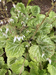 Saxifraga stolonifera