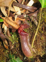 Nepenthes lowii