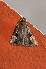 Pseudosphetta moorei