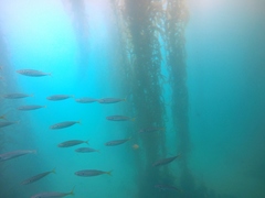 Trachurus symmetricus