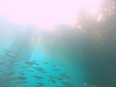 Trachurus symmetricus