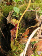 Nepenthes lowii