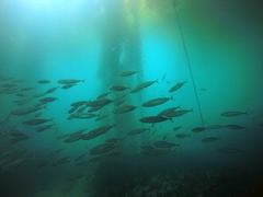 Trachurus symmetricus