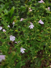 Clinopodium dentatum