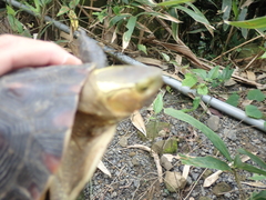 Cuora flavomarginata