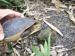 Cuora flavomarginata