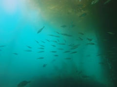 Trachurus symmetricus