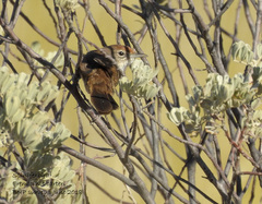 Poodytes carteri