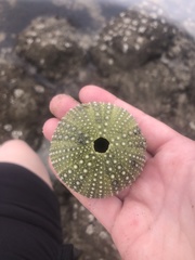 Strongylocentrotus purpuratus