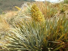 Aciphylla colensoi