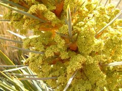 Aciphylla colensoi