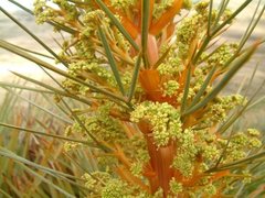Aciphylla colensoi
