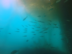Trachurus symmetricus