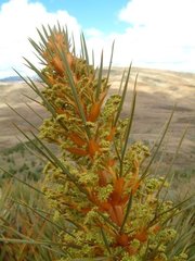 Aciphylla colensoi