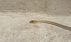 Psammophis orientalis