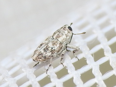 Cylindrocopturus