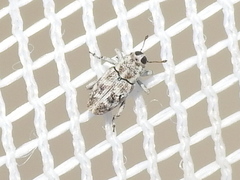 Cylindrocopturus