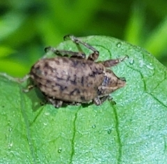 Brachypera zoilus