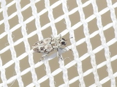 Cylindrocopturus