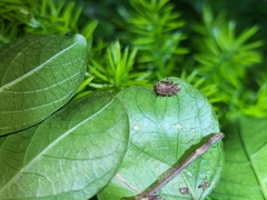 Brachypera zoilus